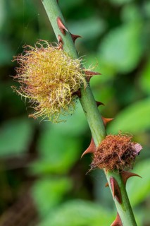 Rose bedeguar gall