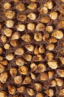 Common figs
