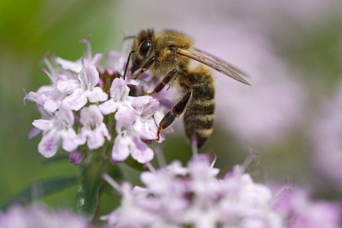 Honey bee