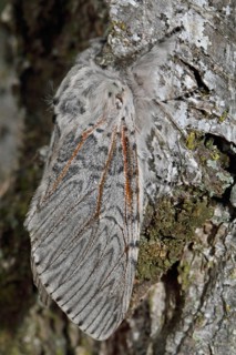 Greater fork tail