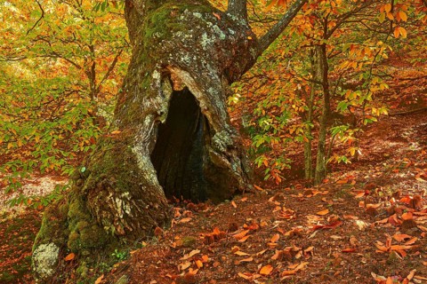 Autumn