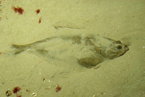European flounder