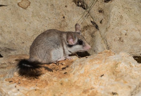Asian garden dormouse