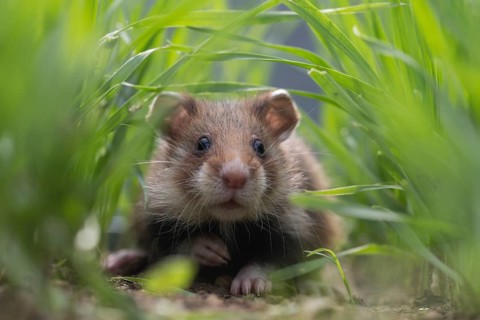 European Hamster