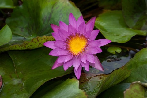 Water lilies