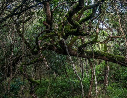 Milkwood Forest