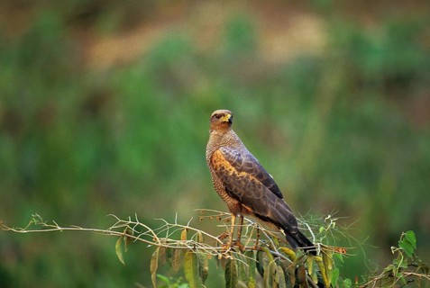 Savanna Hawk