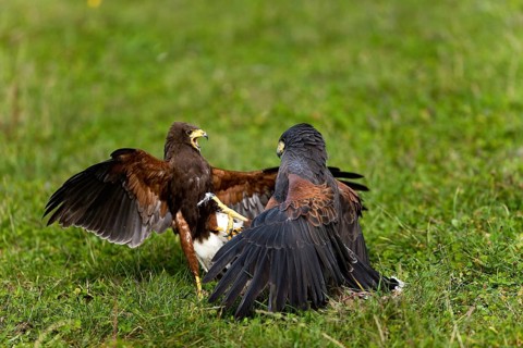 Harris's hawk