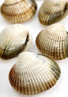 Common Cockle