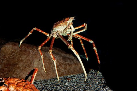 Japanese Spider Crab