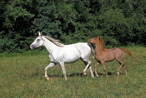 ARABIAN HORSE