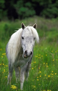 American Miniature Horse