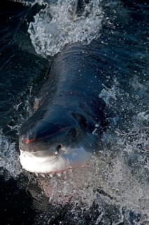 Great white shark