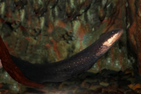 Electric Eel