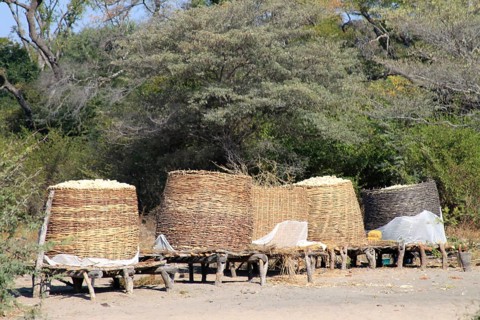 Maize silo