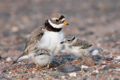 Ringed plover