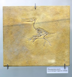 Fossilisation of a short-tailed pterosaur