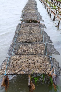 Pacific oyster
