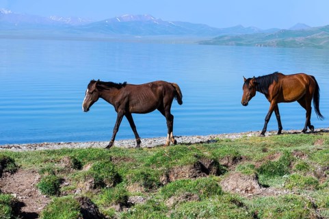 Horses walking on the lakeshore