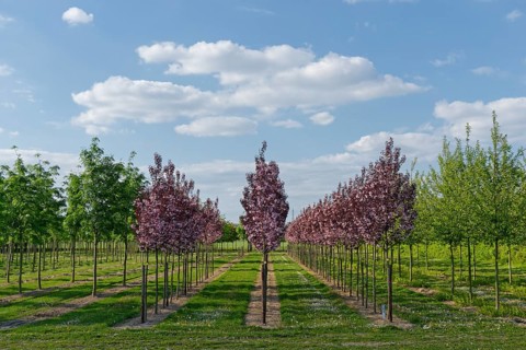 Ornamental Cherry