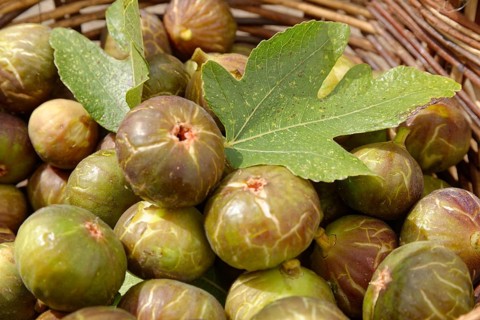 Fresh common Common fig