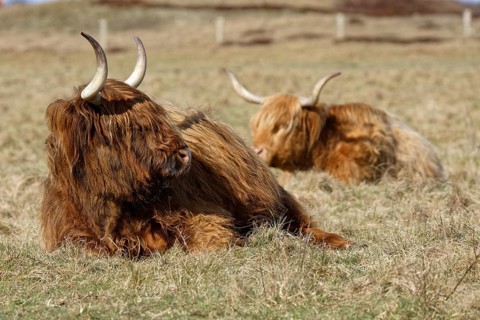 Scottish Highland Cattle on pasture