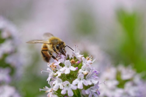 Honey bee