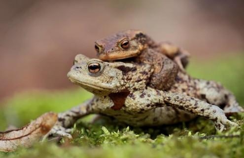 Common toads