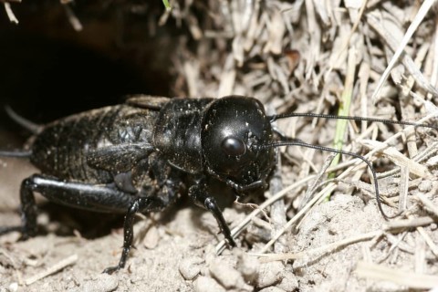 Field cricket