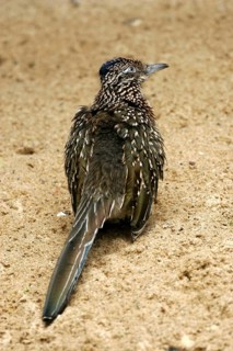 Race Cuckoo