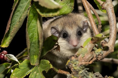 Forest dormouse