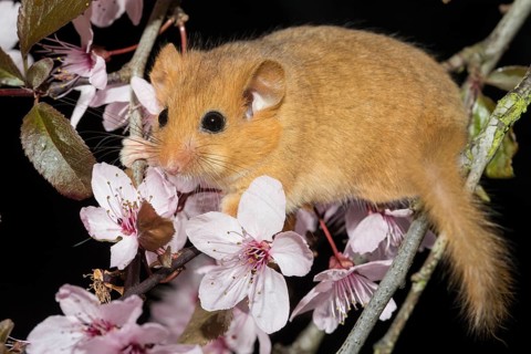 Hazel Dormouse