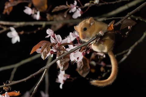 Hazel Dormouse