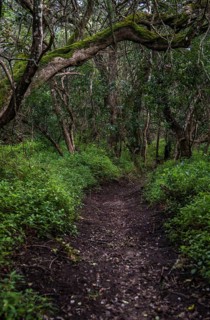 Path in Milkwood Forest