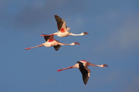 Lesser Flamingo