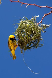 Southern Masked Weaver