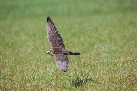 Saker falcon