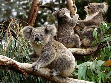 Koala