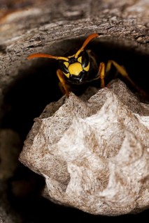 Common Wasp