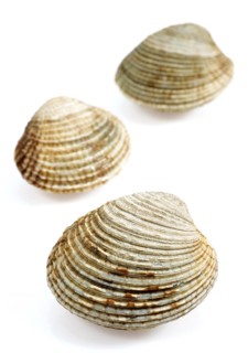 Shells