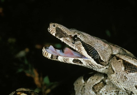 Boa constrictor
