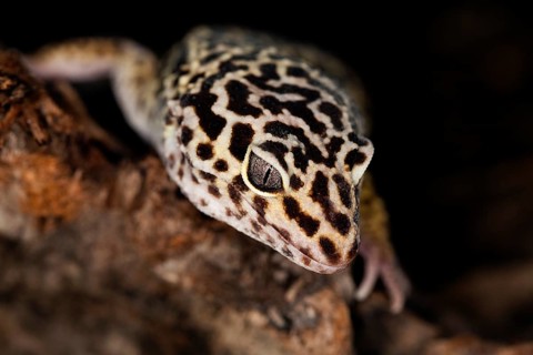 LEOPARD Leopard gecko