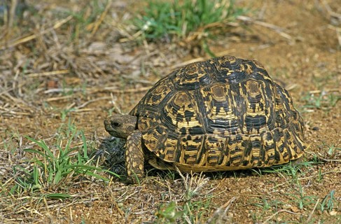 Leopard Tortoise