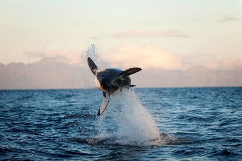 Great white shark