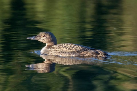 Great Northern Loon