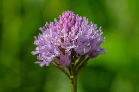 Round-leaved orchid