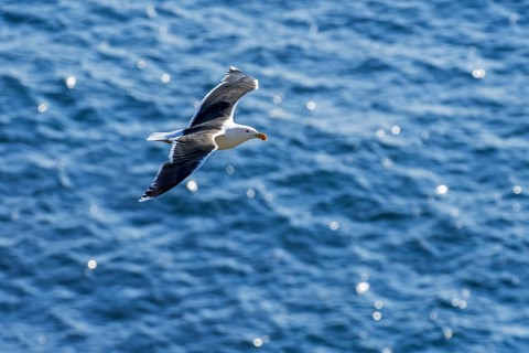 Lesser black backed gull
