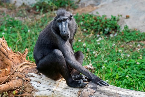 Celebes crested macaque