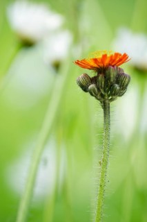 Fox and cubs