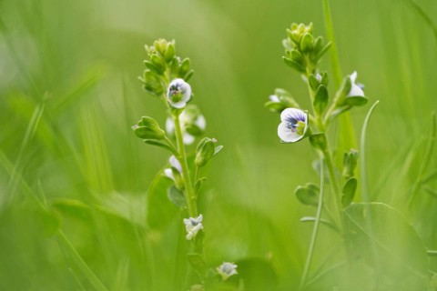 Rock speedwell